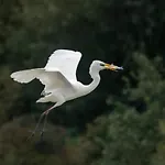Delise * Scardovari